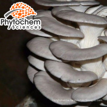 Pure oyster mushroom spawn anti-oxidant